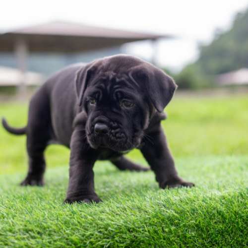 Pet-Friendly Turf Installation